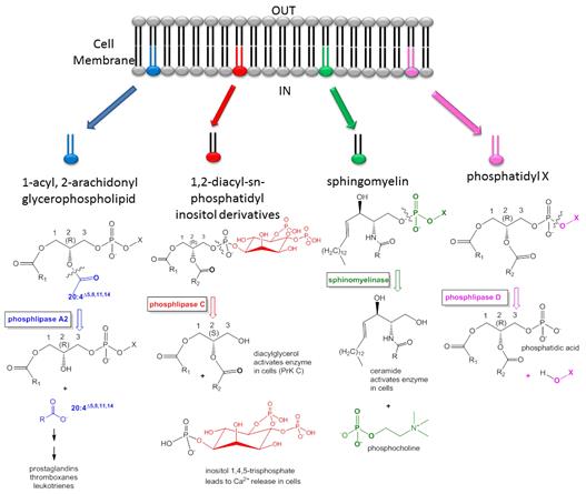 1.6: Lipids and Signaling - Biology LibreTexts